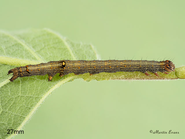  72.079 Rosy Underwing larva 27mm Copyright Martin Evans 