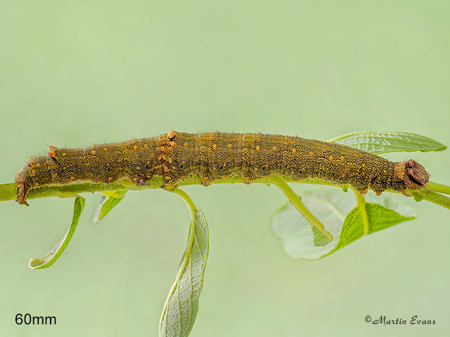  72.079 Rosy Underwing larva 60mm Copyright Martin Evans 
