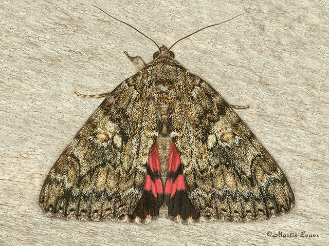 72.081 Dark Crimson Underwing Copyright Martin Evans 