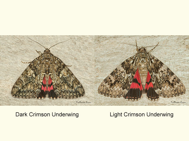  72.081 Dark Crimson Underwing and Light Crimson Underwing Copyright Martin Evans 