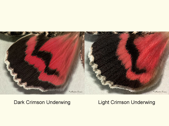  72.081 Dark Crimson Underwing and Light Crimson Underwing (underwings) Copyright Martin Evans 
