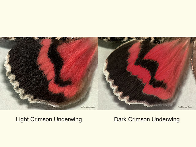  72.082 Light Crimson Underwing and Dark Crimson Underwing (underwings) Copyright Martin Evans 