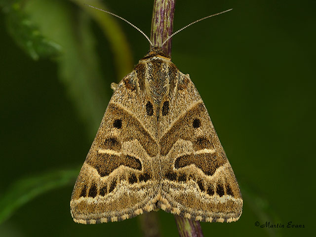 72.084 Mother Shipton Copyright Martin Evans 