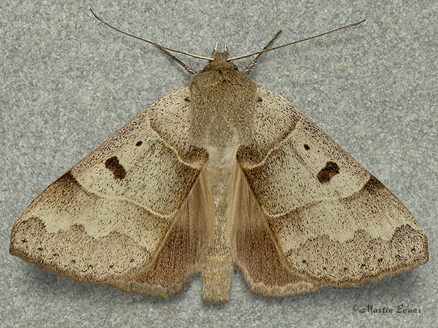  72.086 Lunar Double-stripe Copyright Martin Evans