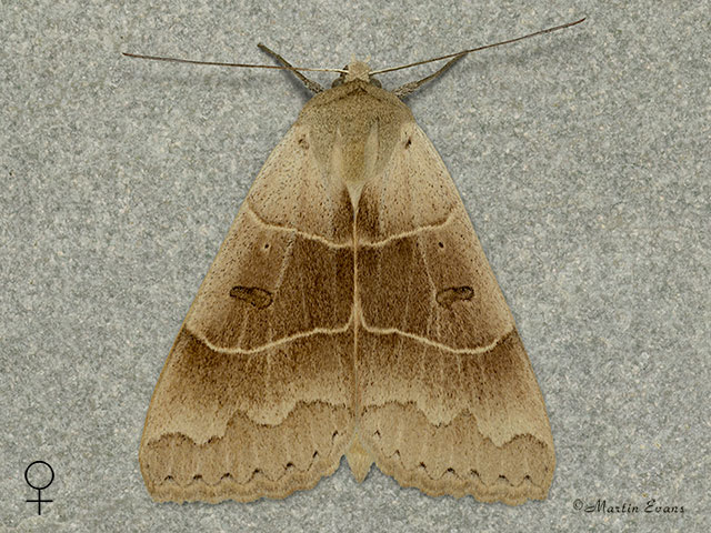  72.086 Lunar Double-stripe female Copyright Martin Evans