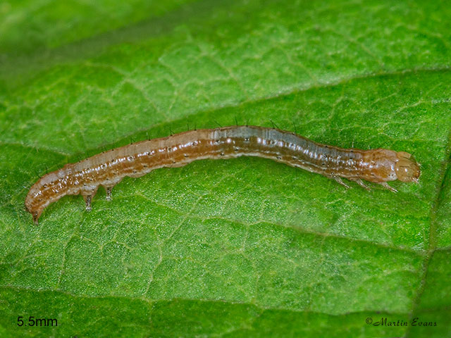  72.087 Passenger larva length 5.5mm Copyright Martin Evans 