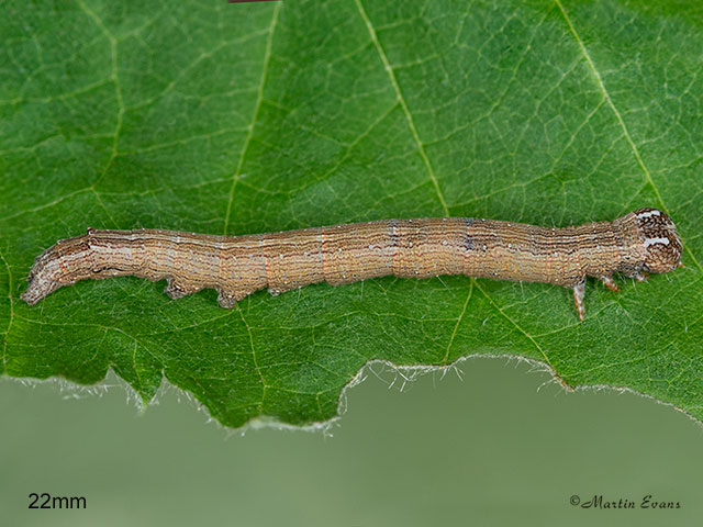  72.087 Passenger larva length 22mm Copyright Martin Evans 