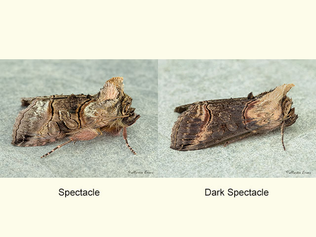  73.001 Spectacle and Dark Spectacle Copyright Martin Evans 