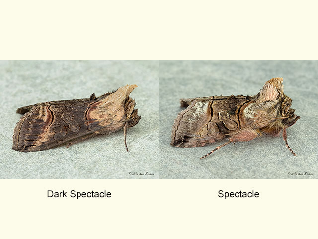  3.002 Dark Spectacle and Spectacle Copyright Martin Evans 