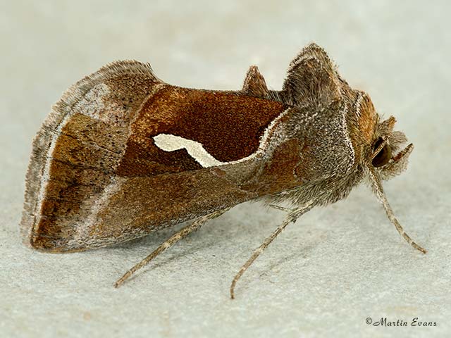 	73.010 Dewick's Plusia Copyright Martin Evans 