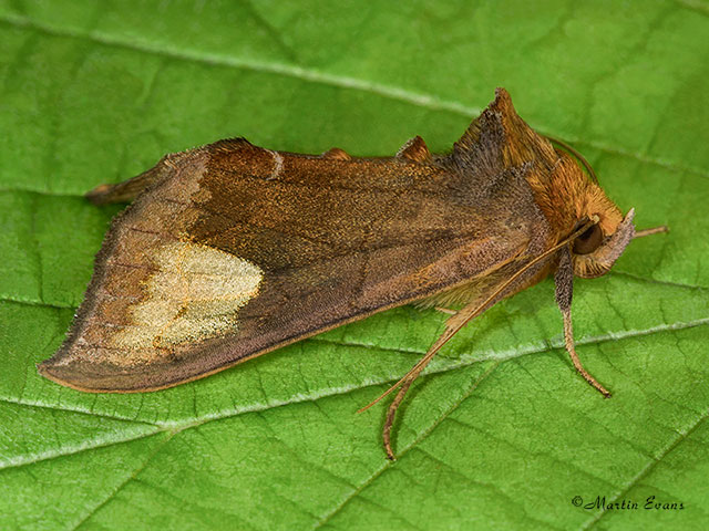  73.011 Scarce Burnished Brass Copyright Martin Evans 