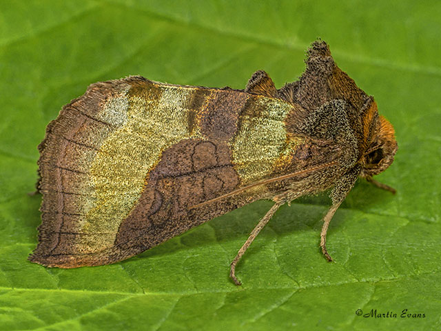  73.012 Burnished Brass Copyright Martin Evans 