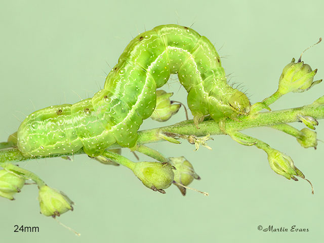  73.015 Silver Y larva 24mm Copyright Martin Evans 