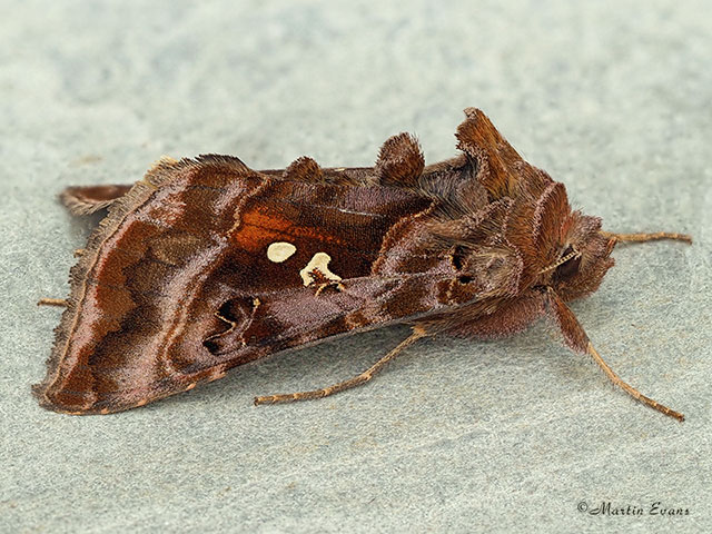  73.016 Beautiful Golden Y Copyright Martin Evans 