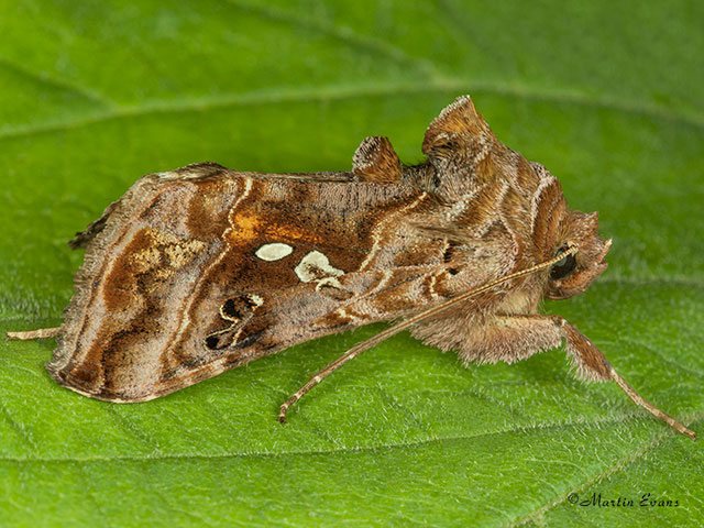  73.016 Beautiful Golden Y Copyright Martin Evans 