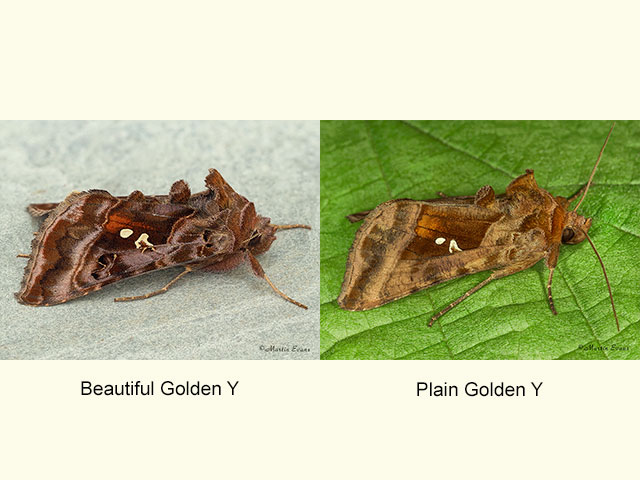  73.016 Beautiful Golden Y and Plain Golden Y Copyright Martin Evans 