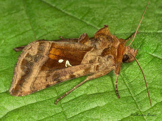  73.017 Plain Golden Y Copyright Martin Evans 