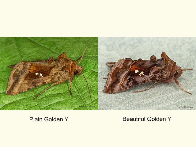  73.017 Plain Golden Y and Beautiful Golden Y Copyright Martin Evans 