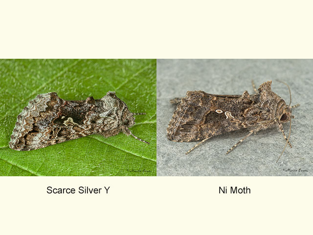 73.021 Scarce Silver Y and Ni Moth Copyright Martin Evans 