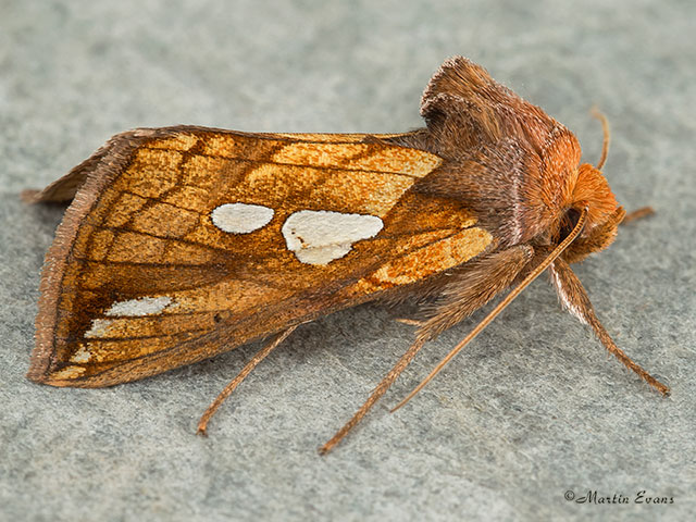  73.023 Lempke's Gold Spot Copyright Martin Evans 