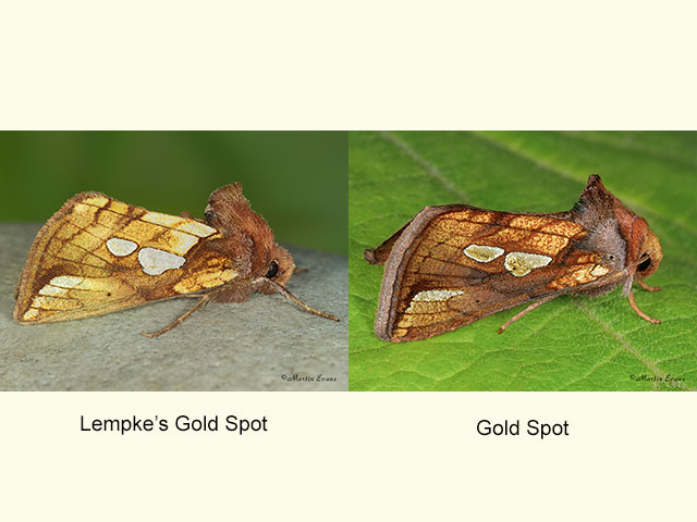  73.023 Lempke's Gold Spot and Gold Spot Copyright Martin Evans 