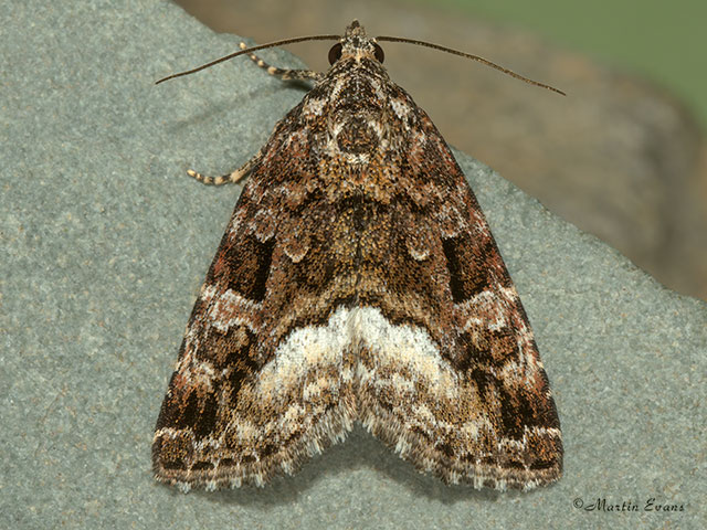  73.024 Marbled White Spot Copyright Martin Evans 