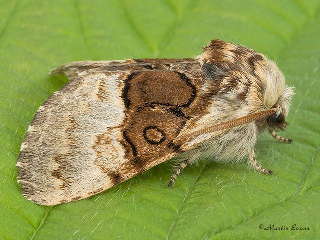  73.032 Nut-tree Tussock Copyright Martin Evans 