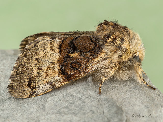  73.032 Nut-tree Tussock Copyright Martin Evans 
