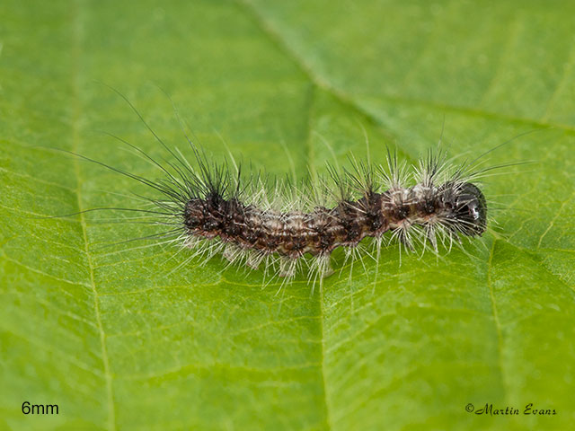  73.032 Nut-tree Tussock larva 6mm Copyright Martin Evans 