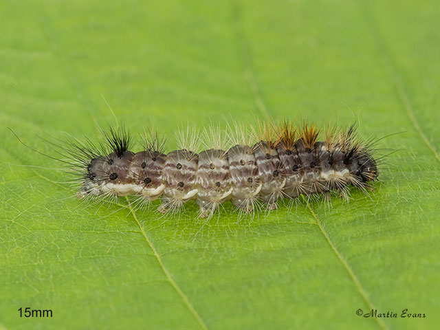  73.032 Nut-tree Tussock larva 15mm Copyright Martin Evans 