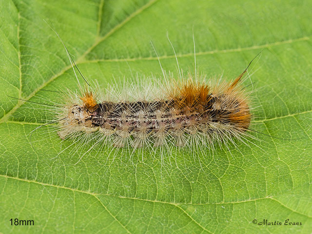  73.032 Nut-tree Tussock larva 18mm Copyright Martin Evans 