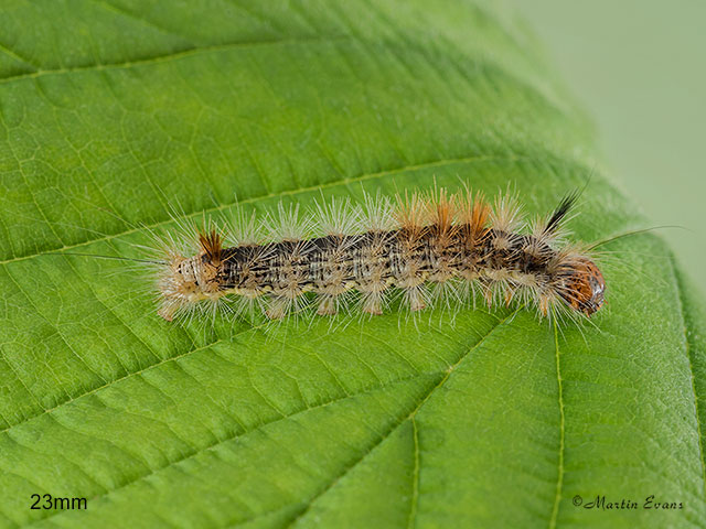  73.032 Nut-tree Tussock larva 23mm Copyright Martin Evans 