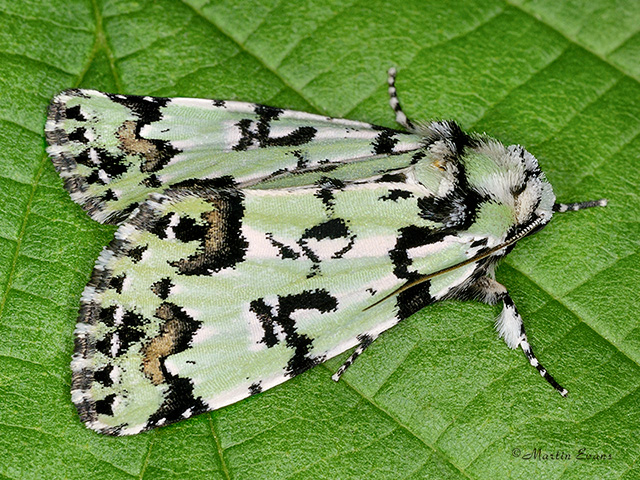  73.034 Scarce Merveille du Jour Copyright Martin Evans 