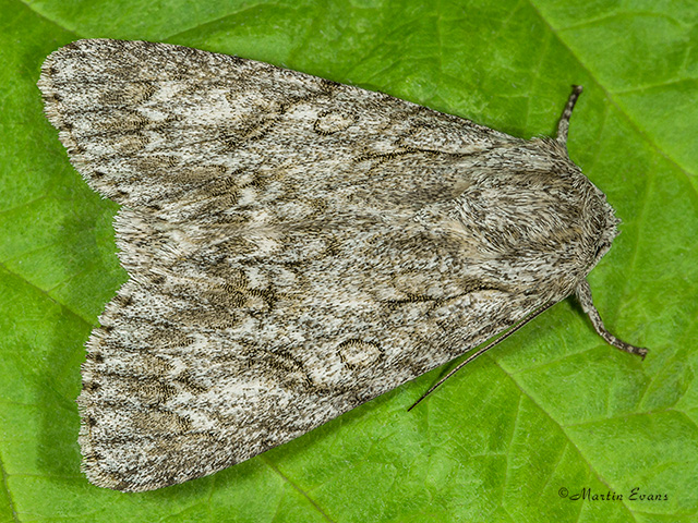  73.039 Sycamore Copyright Martin Evans 