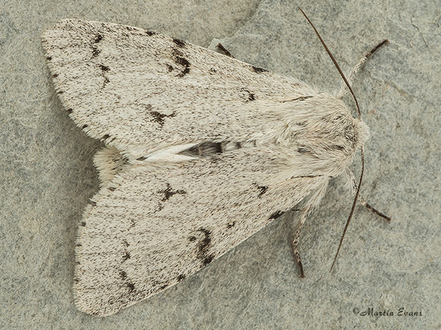  73.040 Miller Copyright Martin Evans 