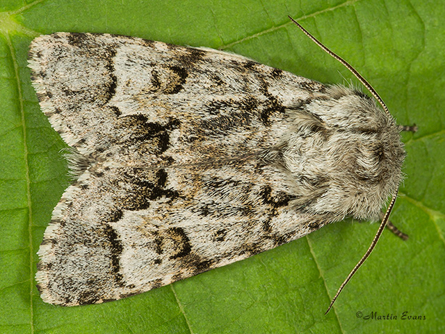  73.042 Light Knotgrass Copyright Martin Evans 