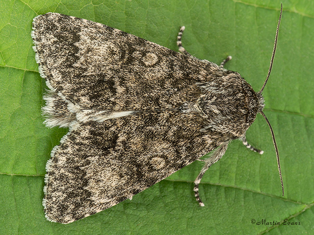  73.046 Poplar Grey Copyright Martin Evans 