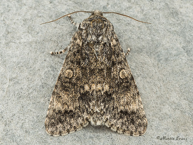  73.046 Poplar Grey Copyright Martin Evans 