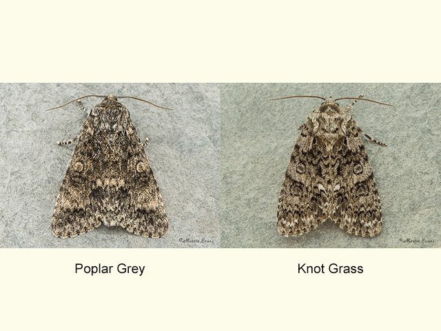  73.046 Poplar Grey and Knot Grass Copyright Martin Evans 