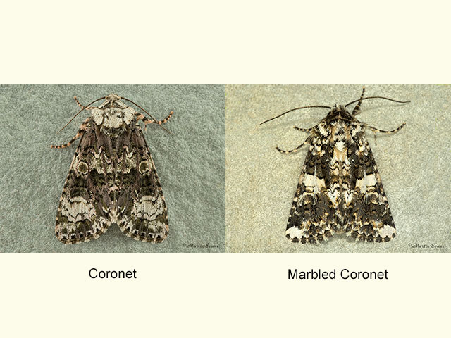  73.047 Coronet and Marbled Coronet Copyright Martin Evans 