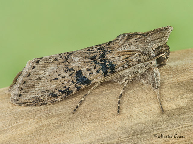  73.050 Wormwood Copyright Martin Evans 