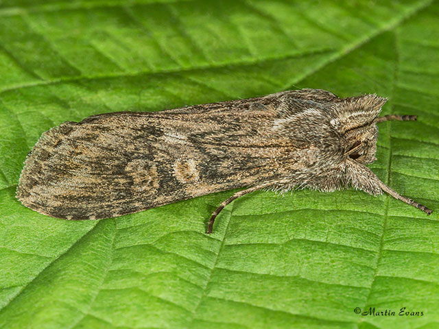  73.051 Scarce Wormwood Copyright Martin Evans 