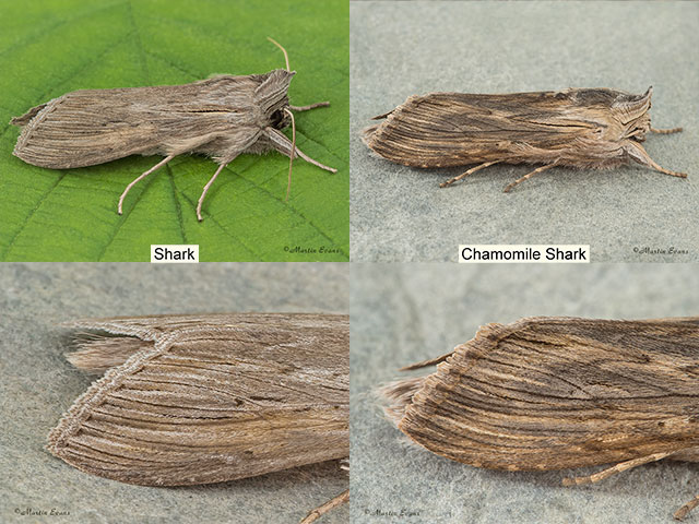  73.052 Shark and Chamomile Shark - fringe Copyright Martin Evans 