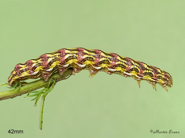  73.053 Chamomile Shark larva 42mm Copyright Martin Evans 