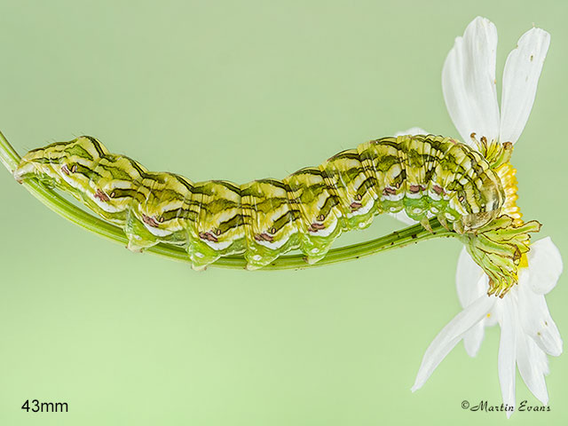  73.053 Chamomile Shark larva 43mm Copyright Martin Evans 