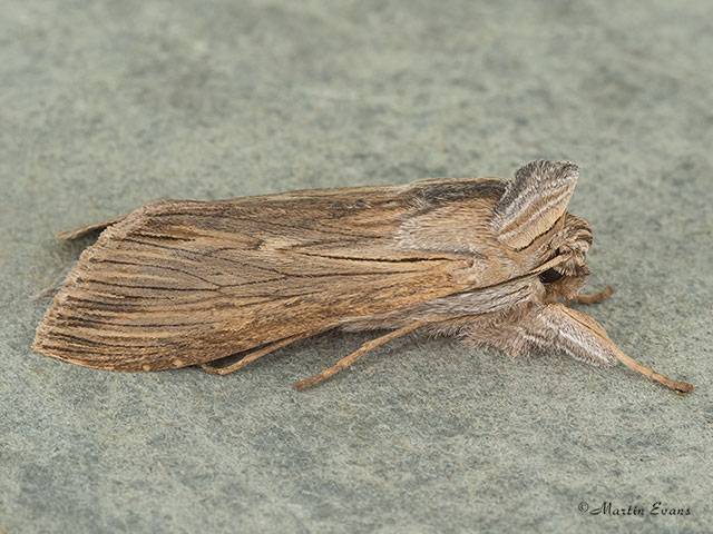  73.053 Chamomile Shark Copyright Martin Evans 