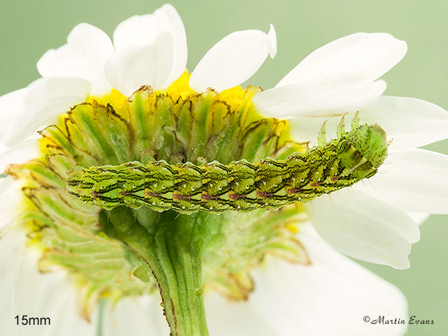  73.053 Chamomile Shark larva 15mm Copyright Martin Evans 