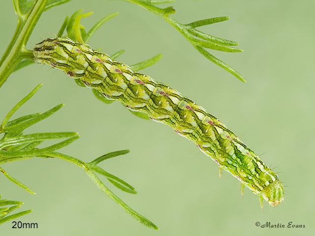  73.053 Chamomile Shark larva 20mm Copyright Martin Evans 