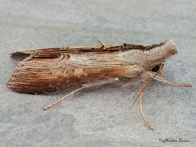 73.055 Star-wort Copyright Martin Evans 