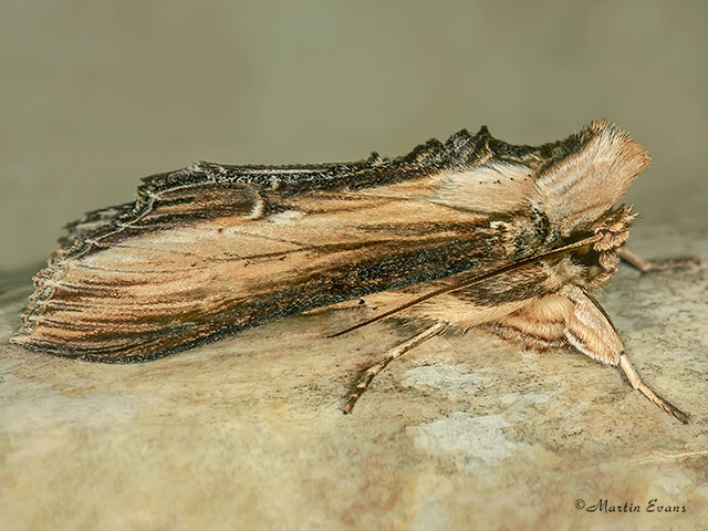  73.058 Mullein Moth Copyright Martin Evans 